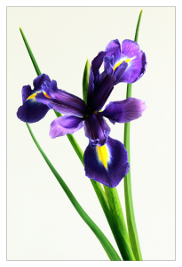 Purple iris with green stems on postcard